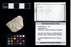 Foto (Objekt + Etikett) von Laeviprosopon sp.  (NHMW-GEO-2014-0194-0157)